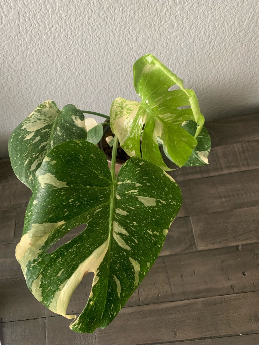 Rooted Variegated Monstera Thai Constellation